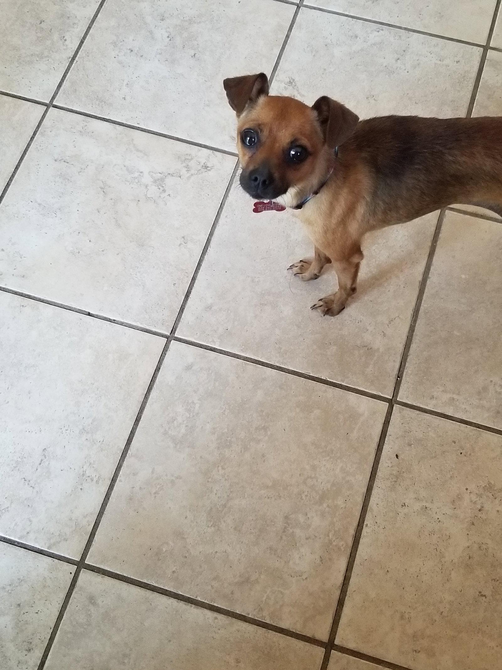 Enlarge Darcy, a Adopted mixed breed in Blackwood, NJ image 2/3