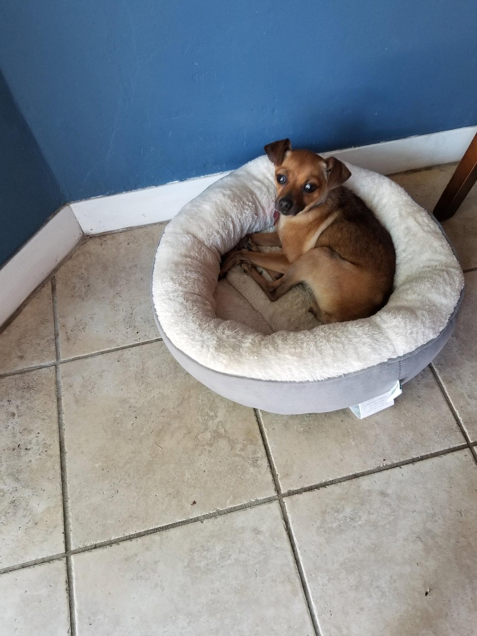 Enlarge Darcy, a Adopted mixed breed in Blackwood, NJ image 3/3