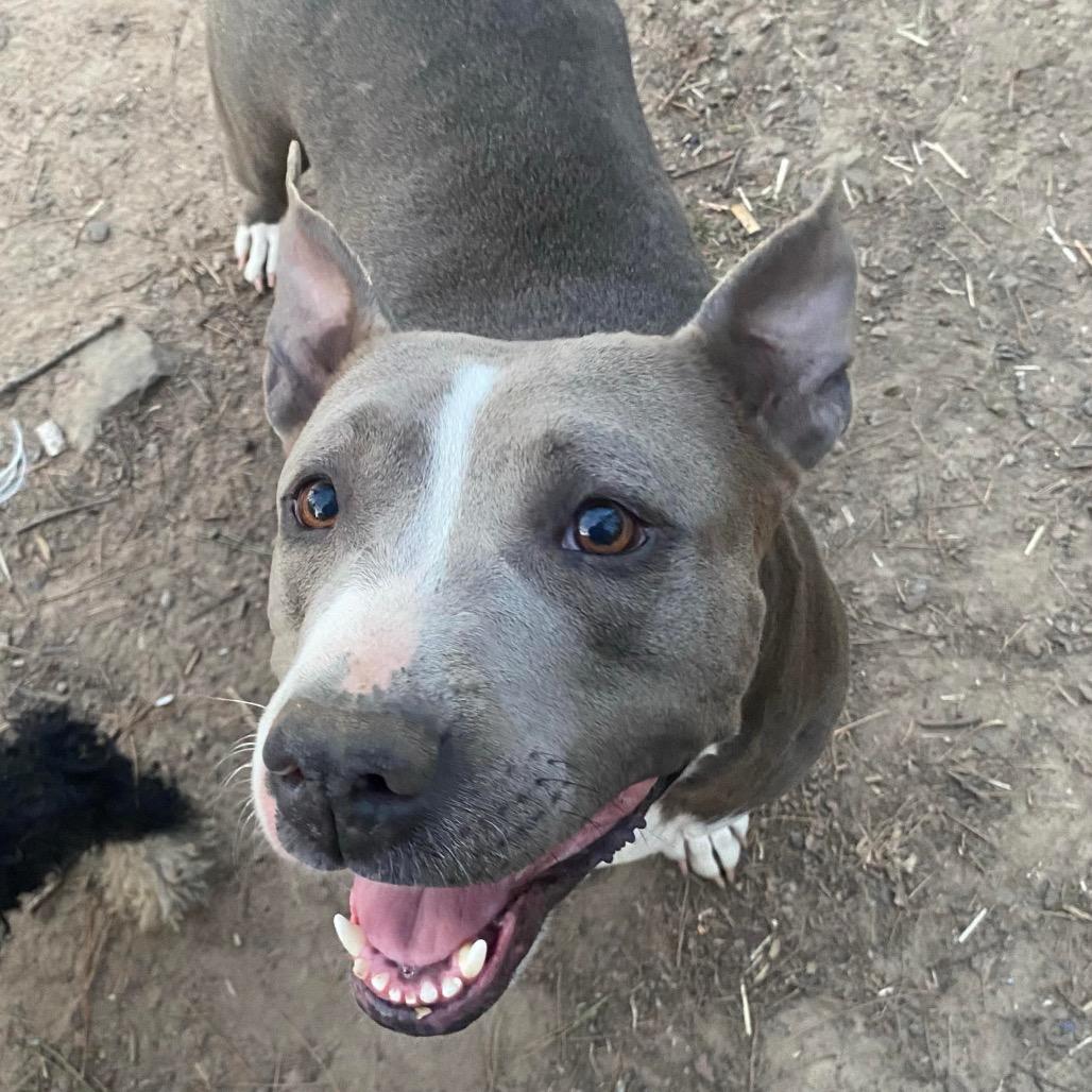 Enlarge Monkey, a Adoptable Terrier in Hackett, AR image 1/1