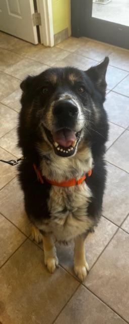 Enlarge Archer, an adopted mixed breed in Clayton, GA image 1/1