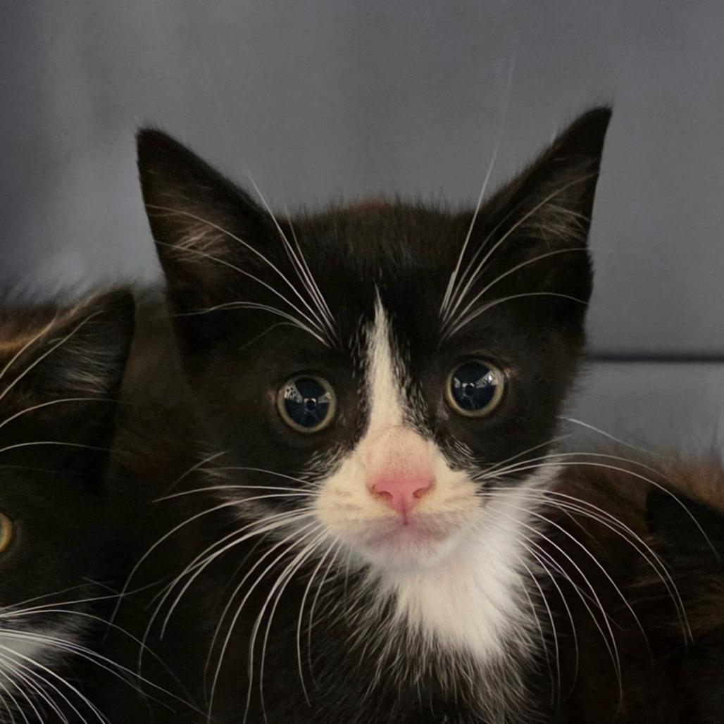 Socks, Adoptable, Kitten Male Domestic Short Hair.