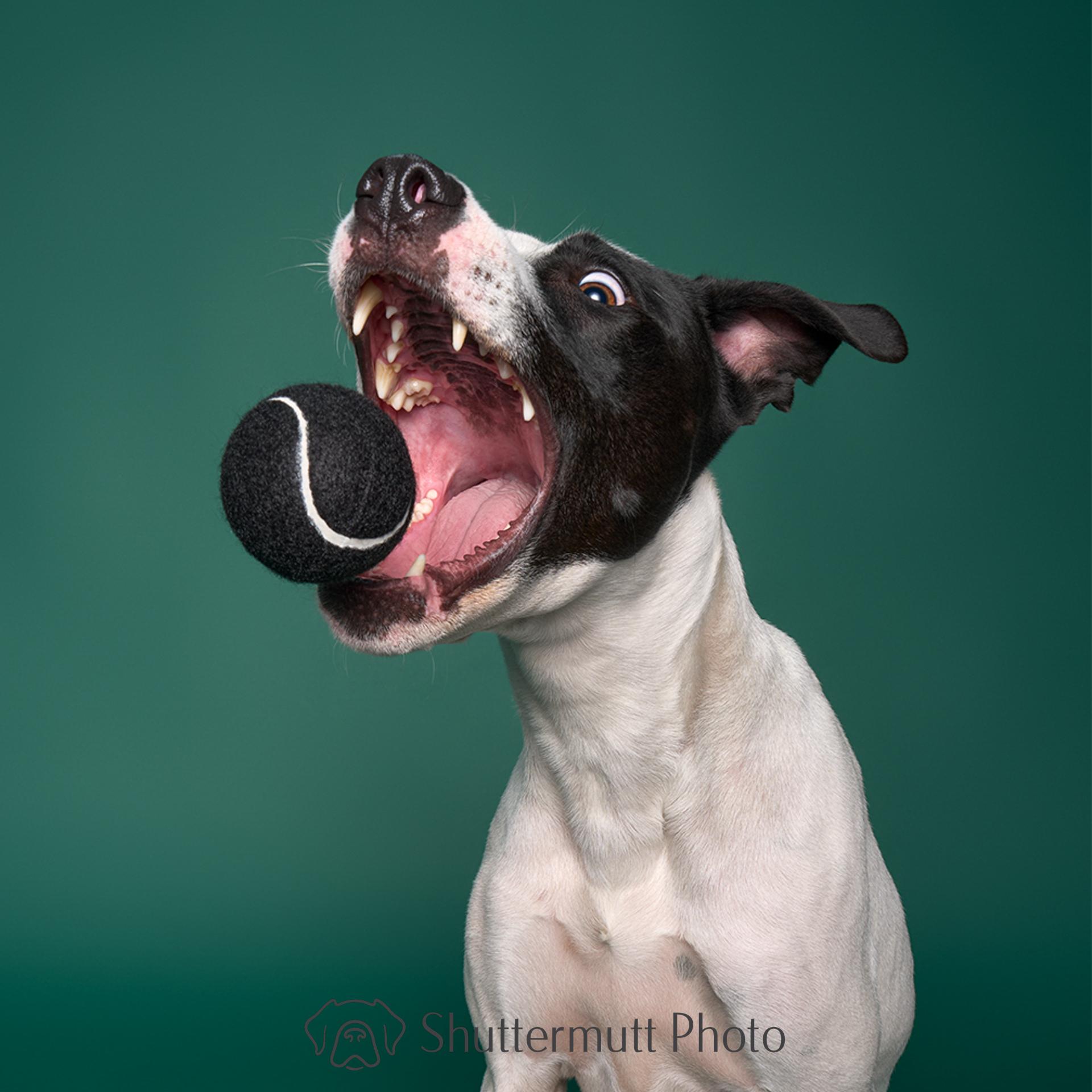 Enlarge Jack, a Adoptable mixed breed in Burbank, CA image 6/6