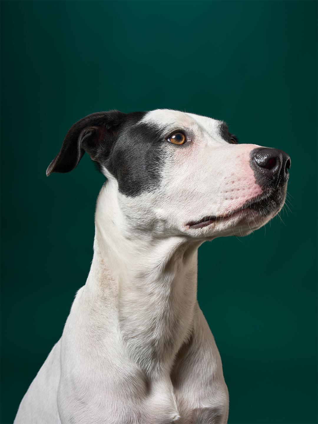 Enlarge Jack, a Adoptable mixed breed in Burbank, CA image 3/6