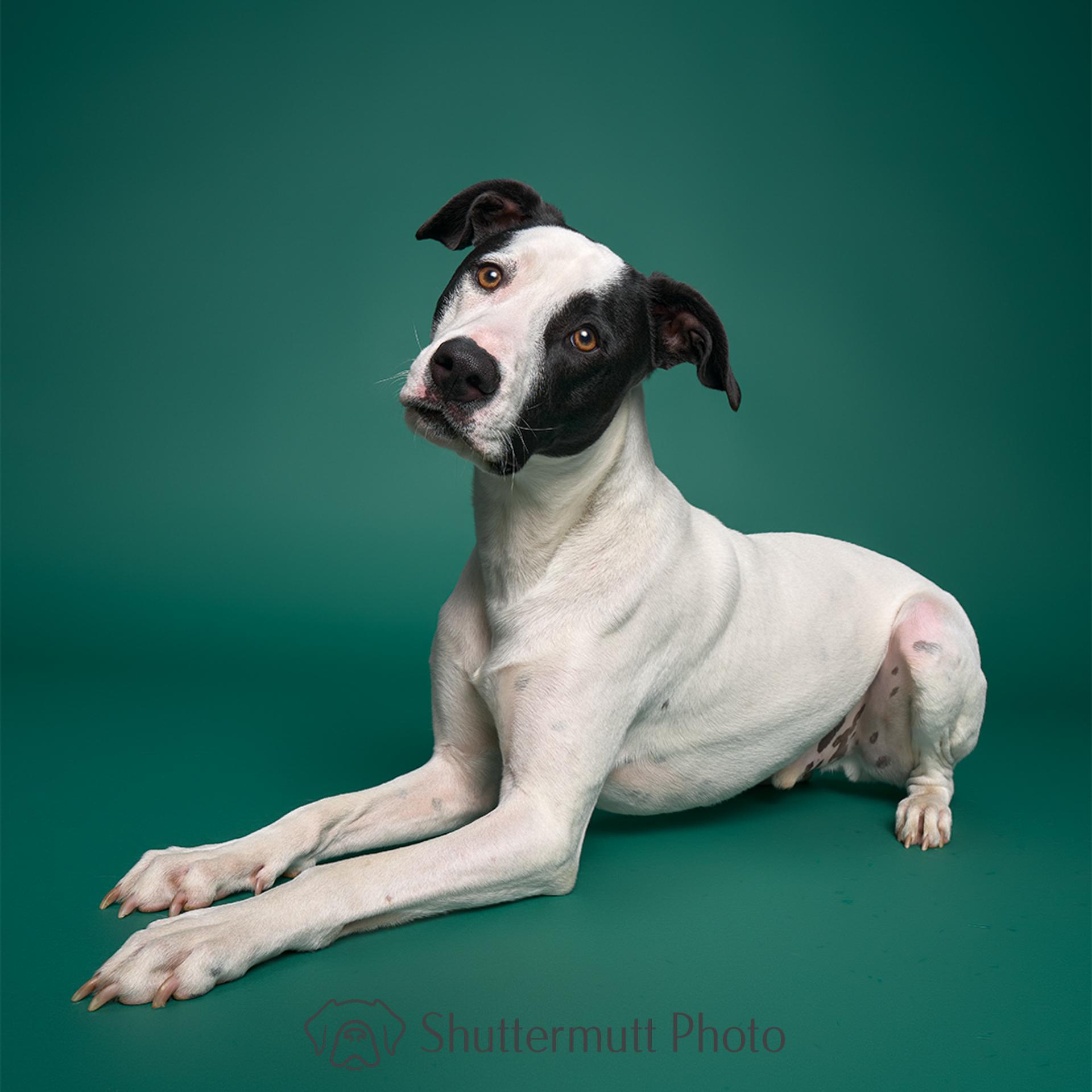 Enlarge Jack, a Adoptable mixed breed in Burbank, CA image 5/6