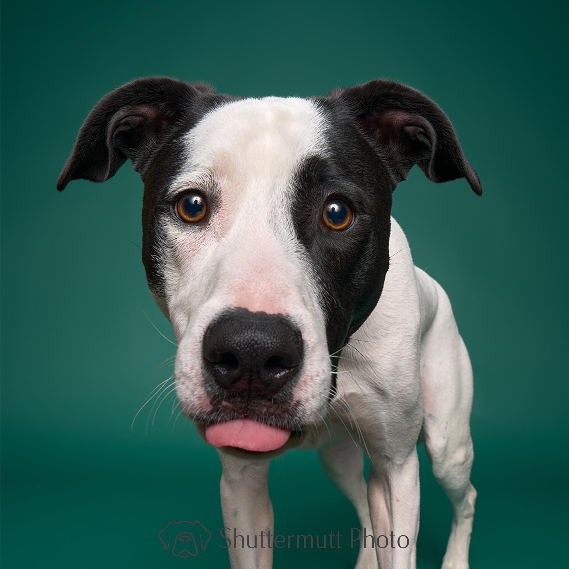 Enlarge Jack, a Adoptable mixed breed in Burbank, CA image 2/6