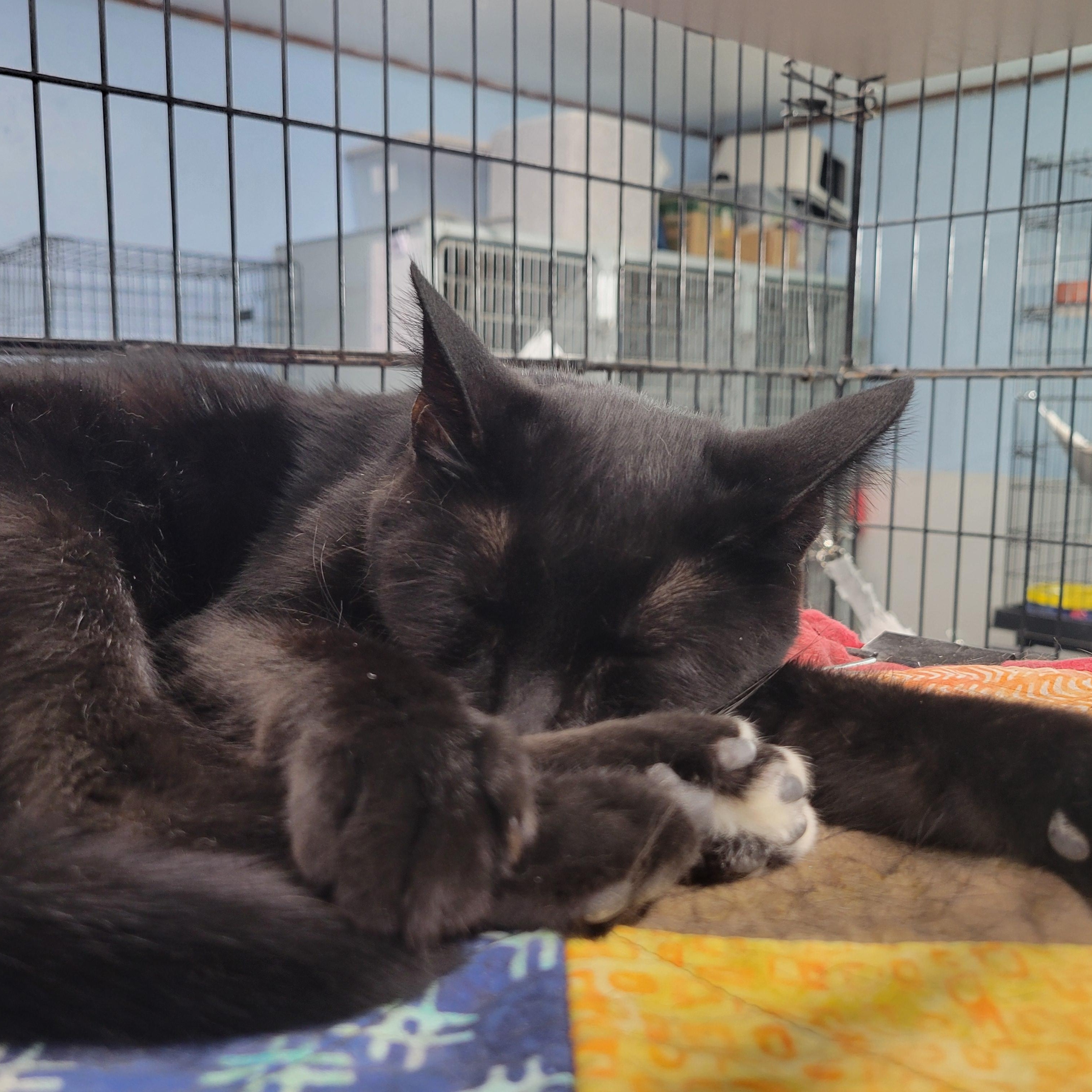 Luna, an adoptable Domestic Short Hair in Clarinda, IA, 51632 | Photo Image 2