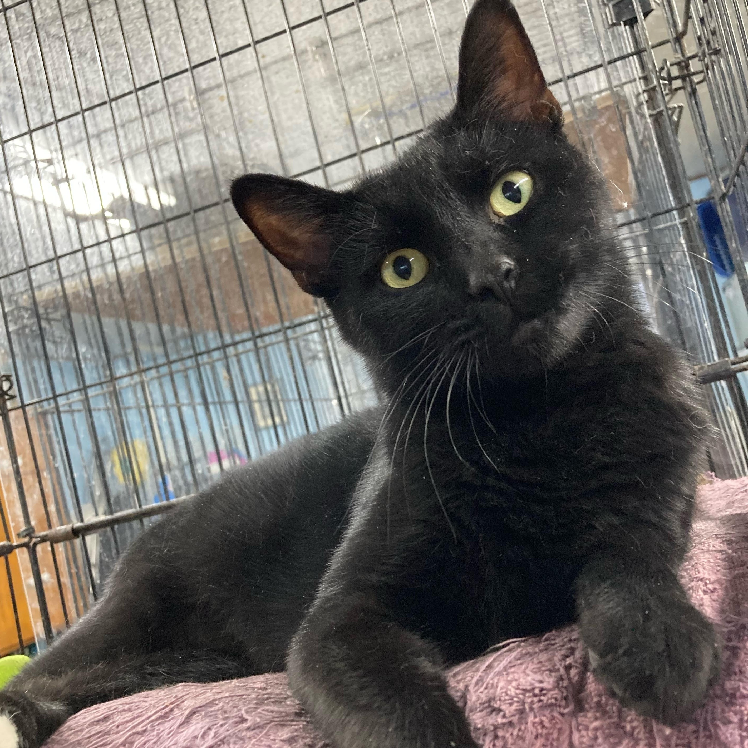 Luna, an adoptable Domestic Short Hair in Clarinda, IA, 51632 | Photo Image 1