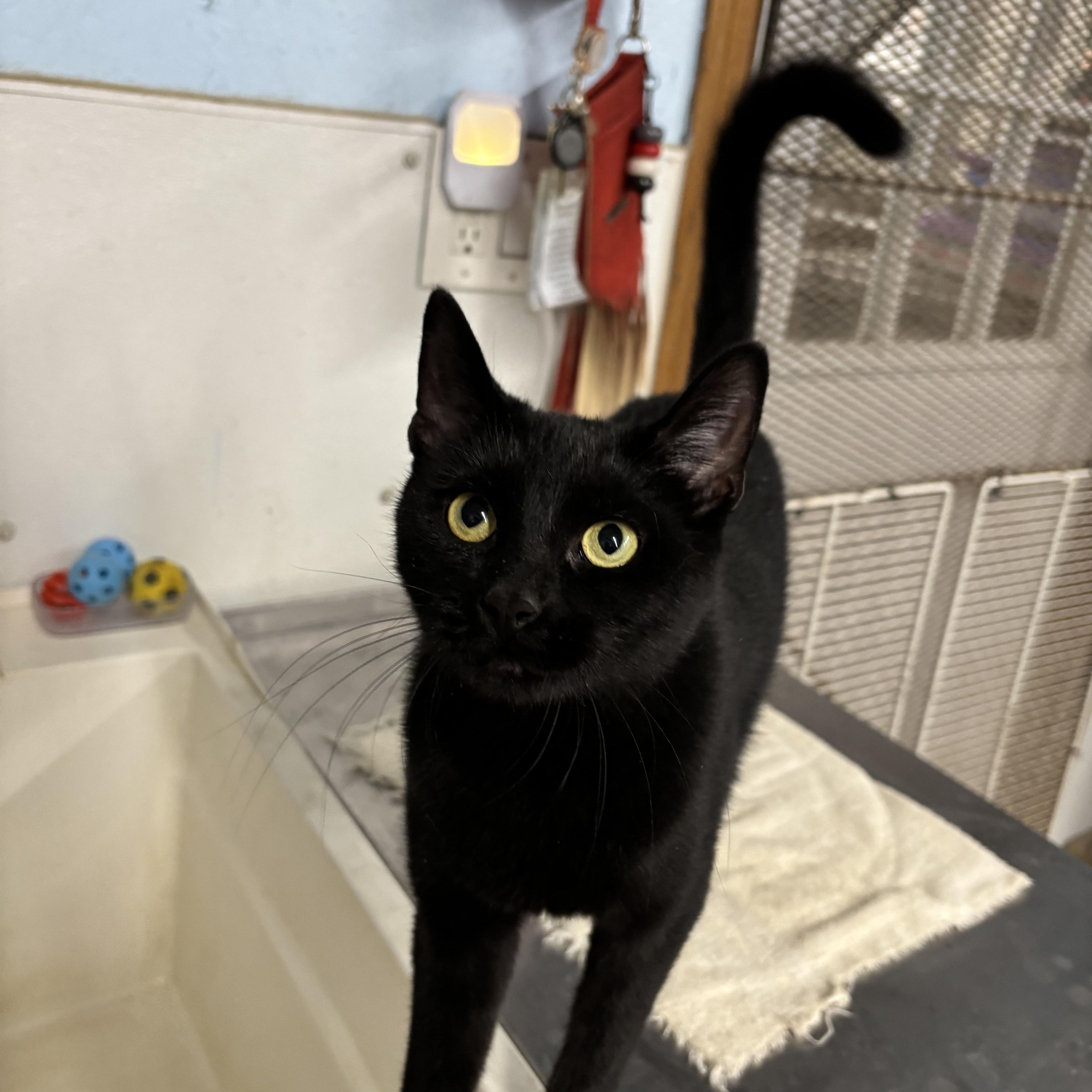 Luna, an adoptable Domestic Short Hair in Clarinda, IA, 51632 | Photo Image 4