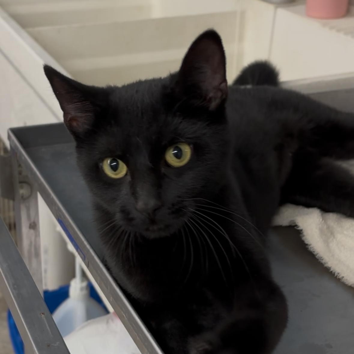 Luna, an adoptable Domestic Short Hair in Clarinda, IA, 51632 | Photo Image 3