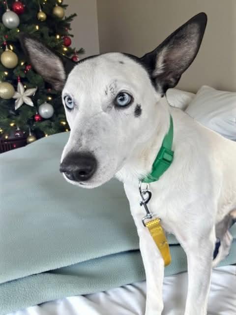 Enlarge Tater, a Adoptable mixed breed in Westwood, NJ image 3/6