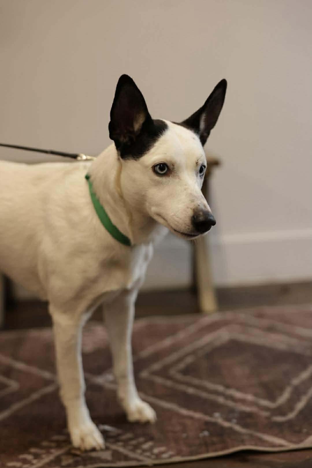 Enlarge Tater, a Adoptable mixed breed in Westwood, NJ image 6/6