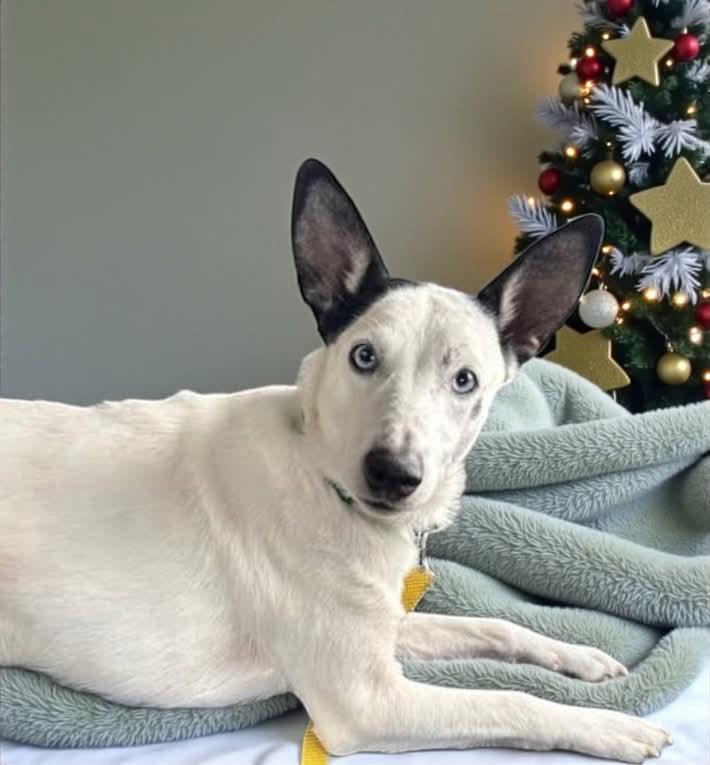 Enlarge Tater, a Adoptable mixed breed in Westwood, NJ image 2/6