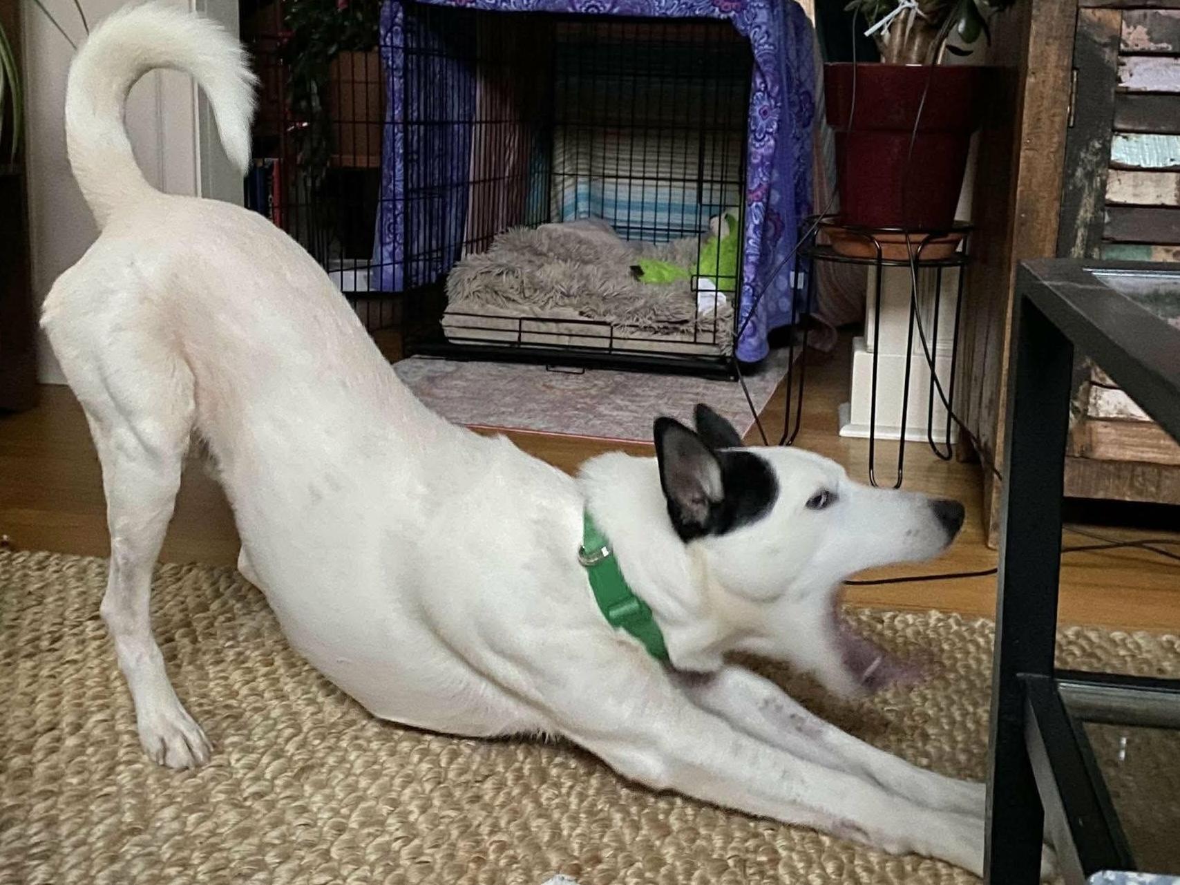 Enlarge Tater, a Adoptable mixed breed in Westwood, NJ image 5/6