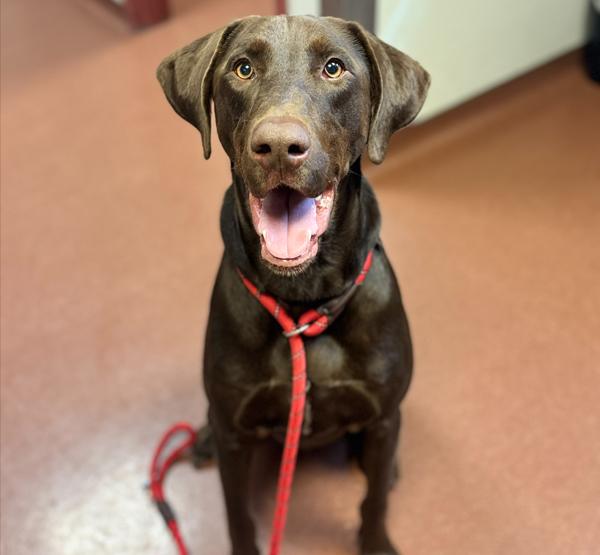Drako, Adoptable, Young Male Labrador Retriever & Doberman Pinscher.