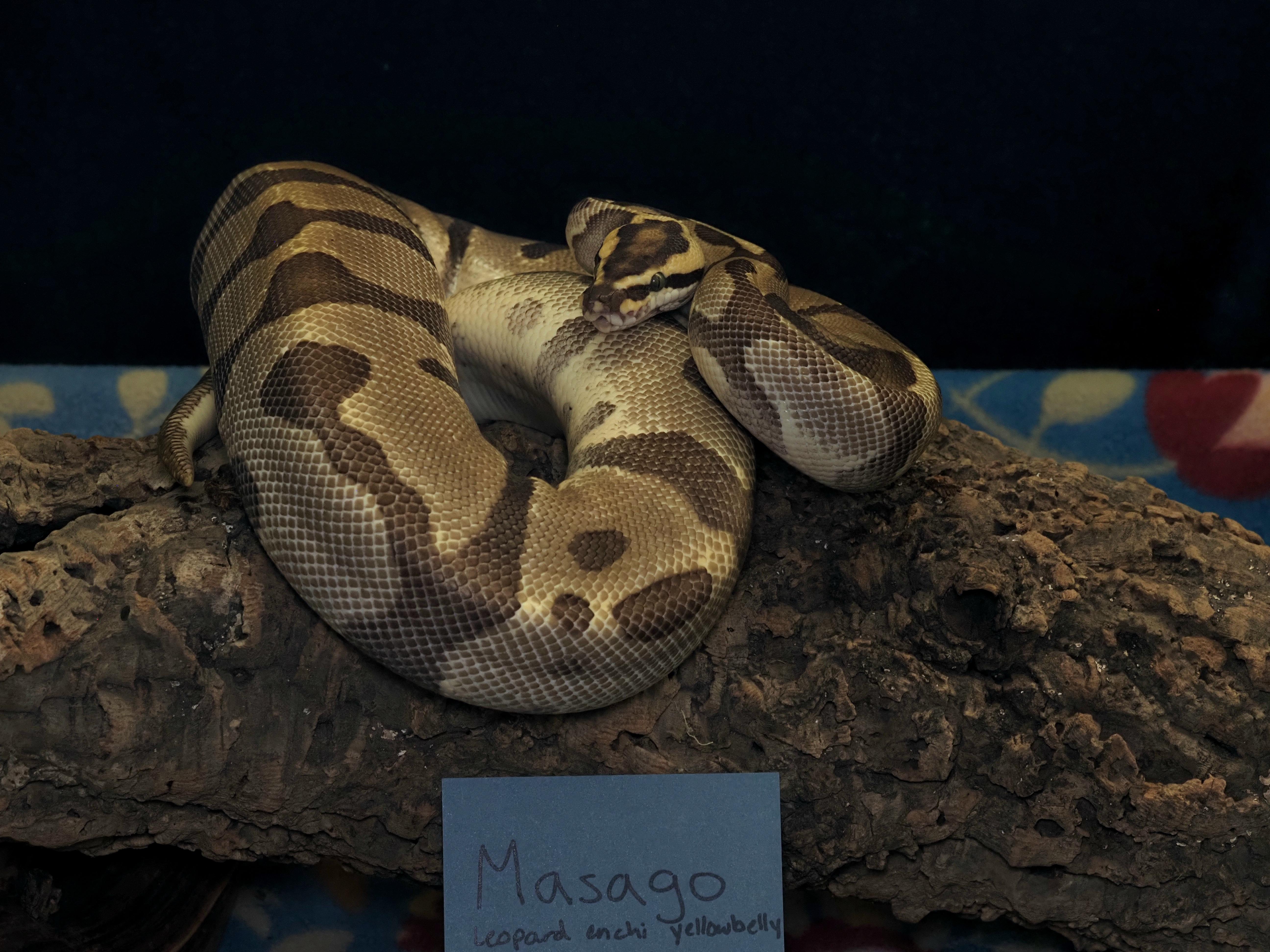 Enlarge Masago, an adoptable Ball Python in Tacoma, WA image 2/2