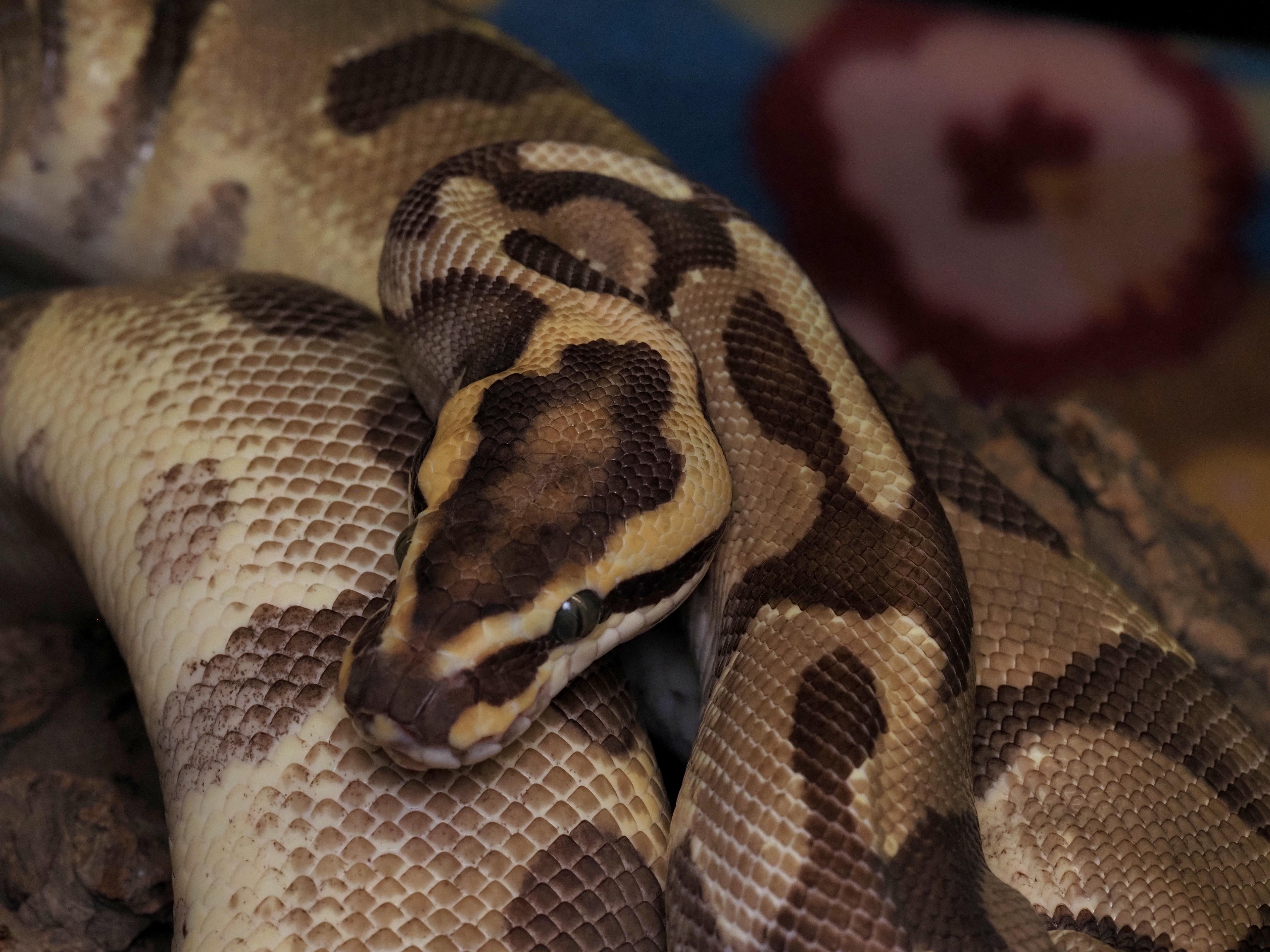 Enlarge Masago, an adoptable Ball Python in Tacoma, WA image 1/2
