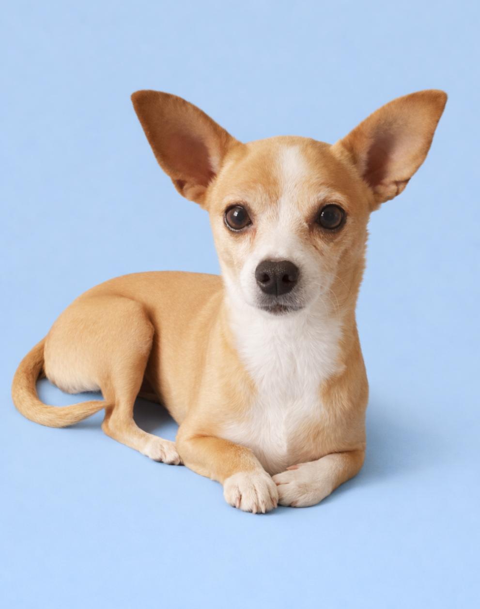 Enlarge Penny, a ADOPTABLE Chihuahua in Temecula, CA image 1/5