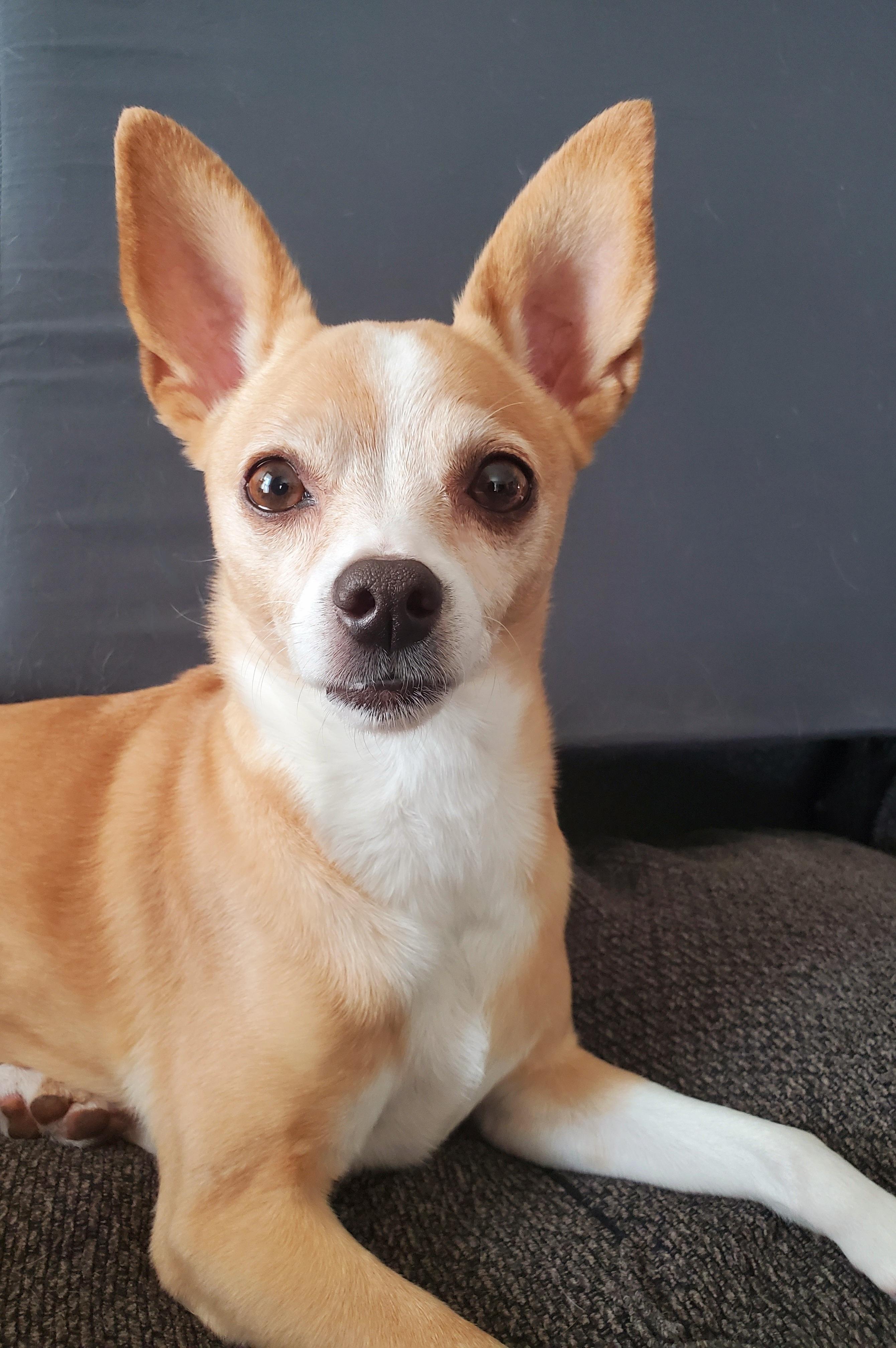 Enlarge Penny, a ADOPTABLE Chihuahua in Temecula, CA image 3/5