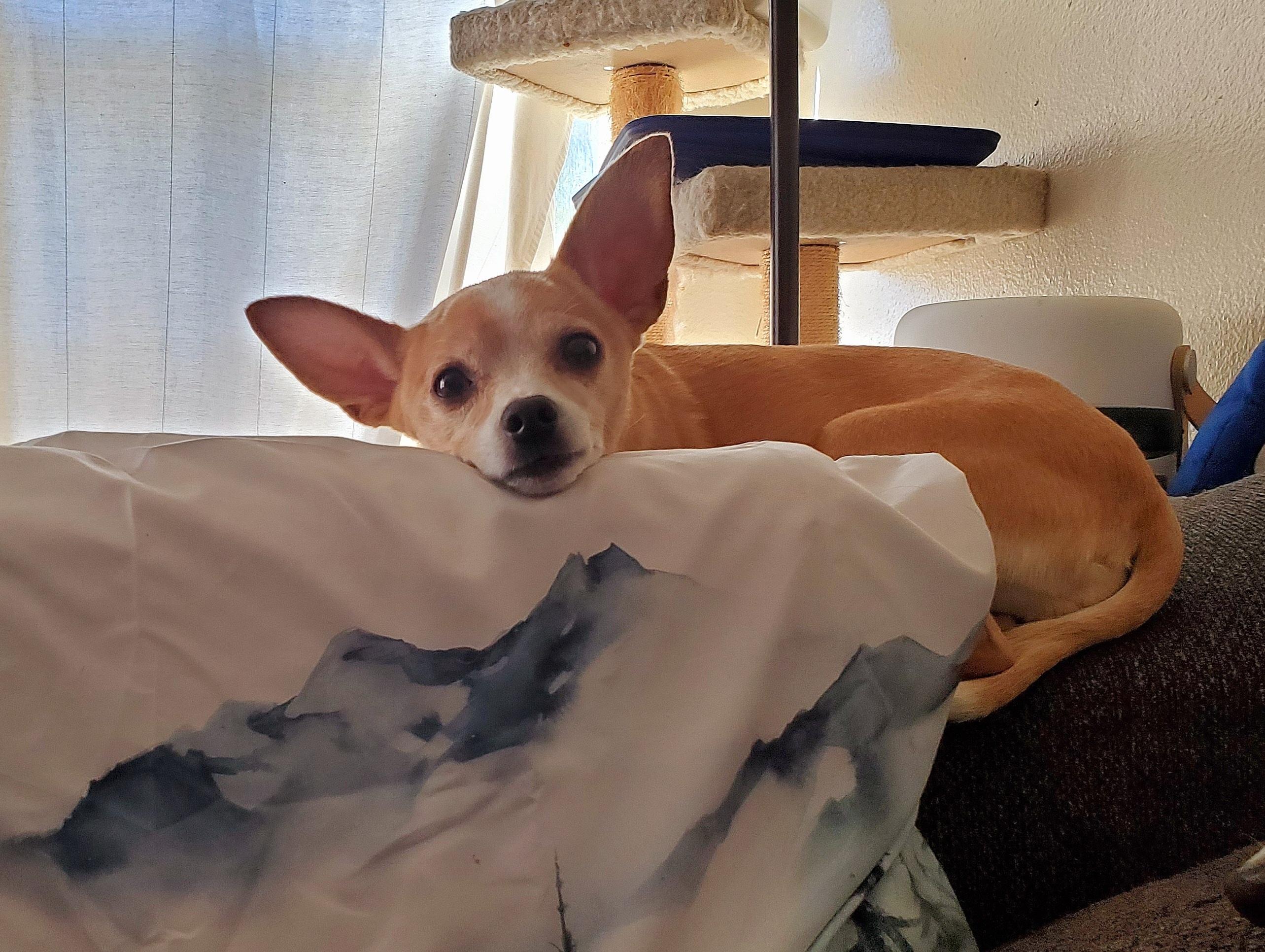 Enlarge Penny, a ADOPTABLE Chihuahua in Temecula, CA image 4/5