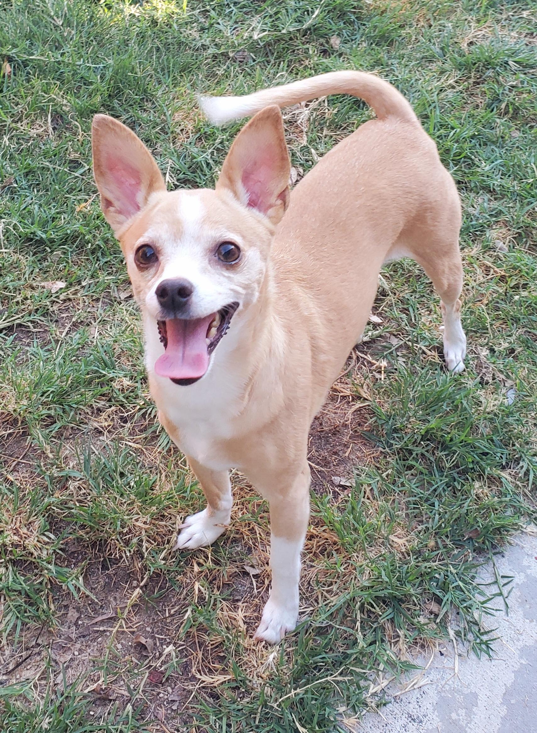Enlarge Penny, a ADOPTABLE Chihuahua in Temecula, CA image 2/5