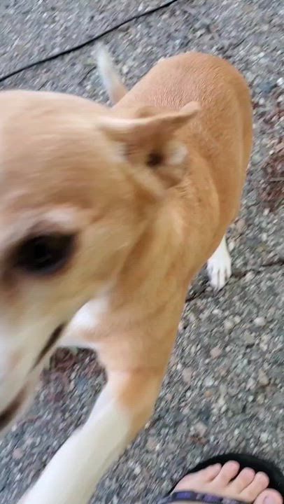 Enlarge Penny, a ADOPTABLE Chihuahua in Temecula, CA video 5/5