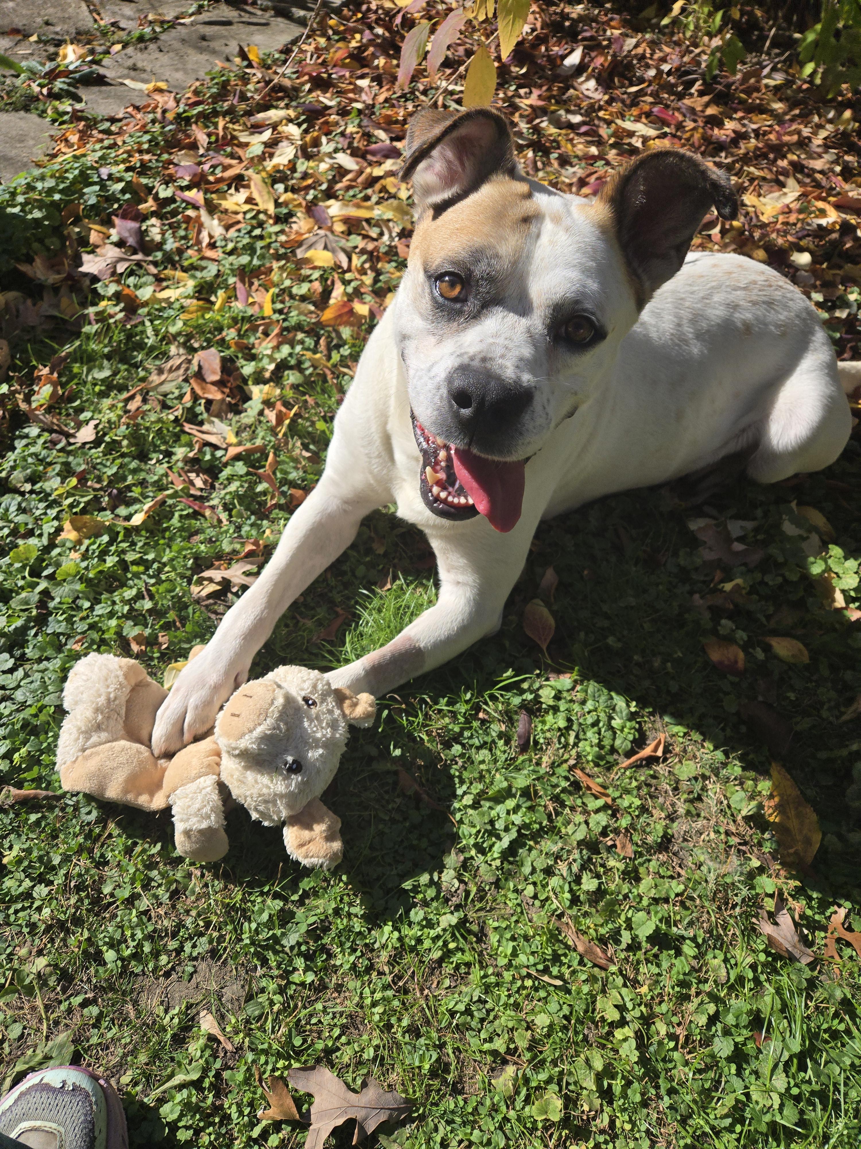 Enlarge Petey, a Adoptable mixed breed in Coeburn, VA image 1/1