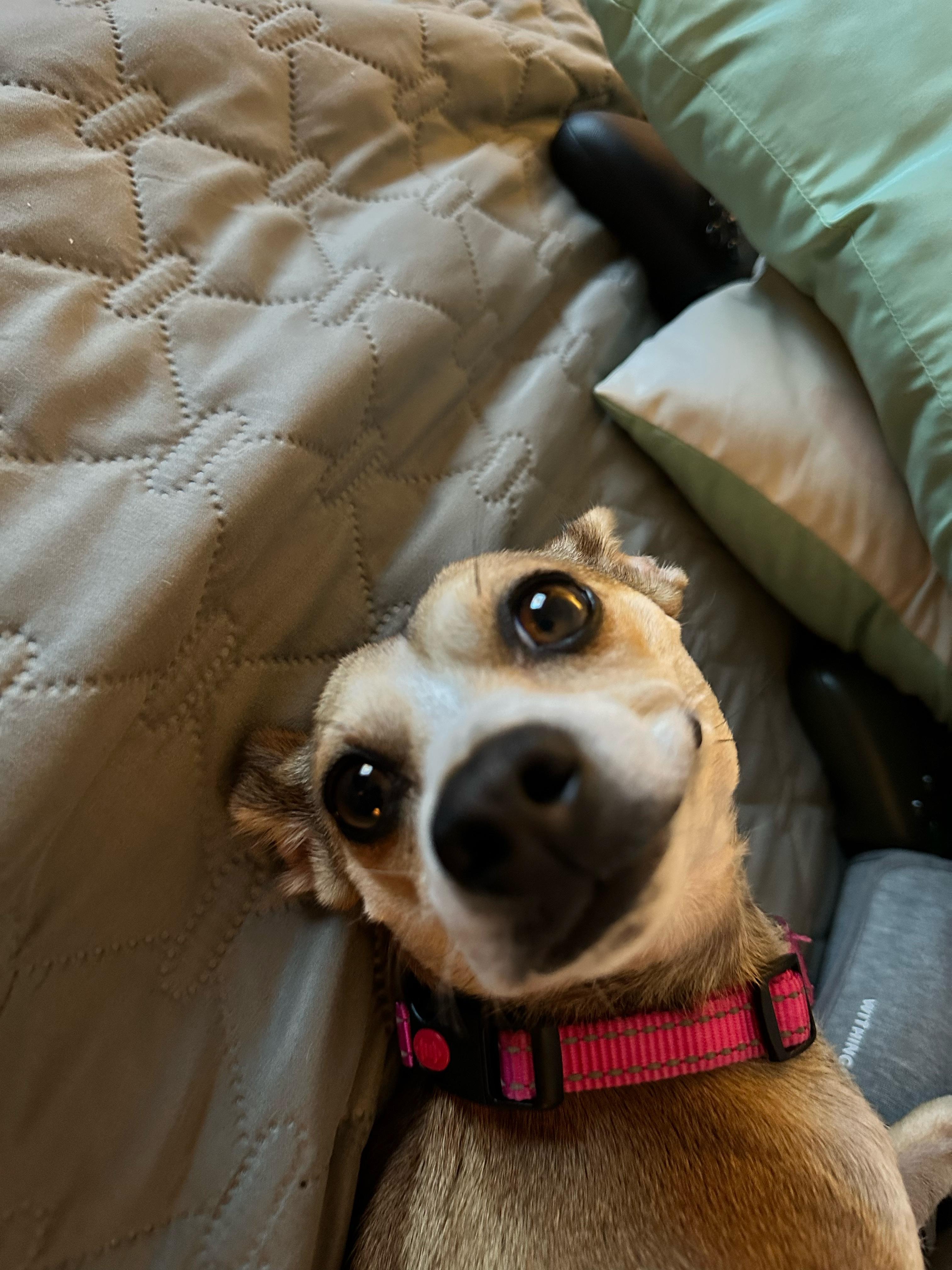 Enlarge Doris, a Adoptable mixed breed in Pasadena, CA image 6/6