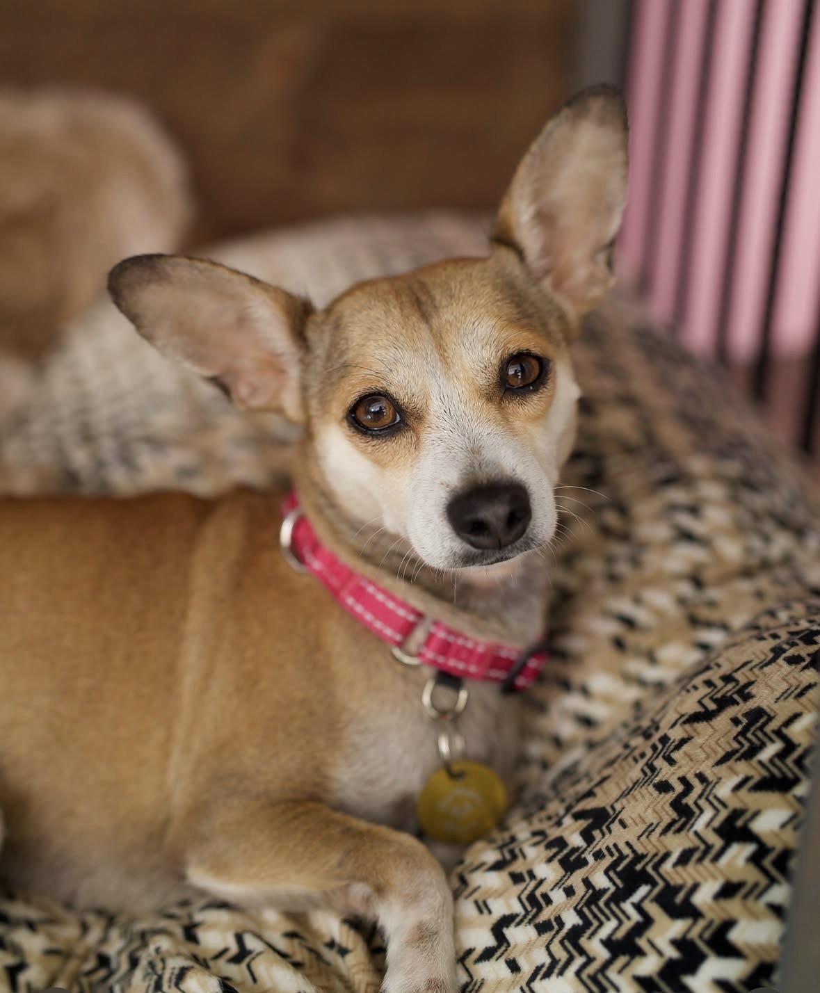Doris, Adoptable, Adult Female Chihuahua.