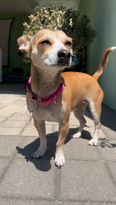 Enlarge Doris, a Adoptable mixed breed in Pasadena, CA video 3/6