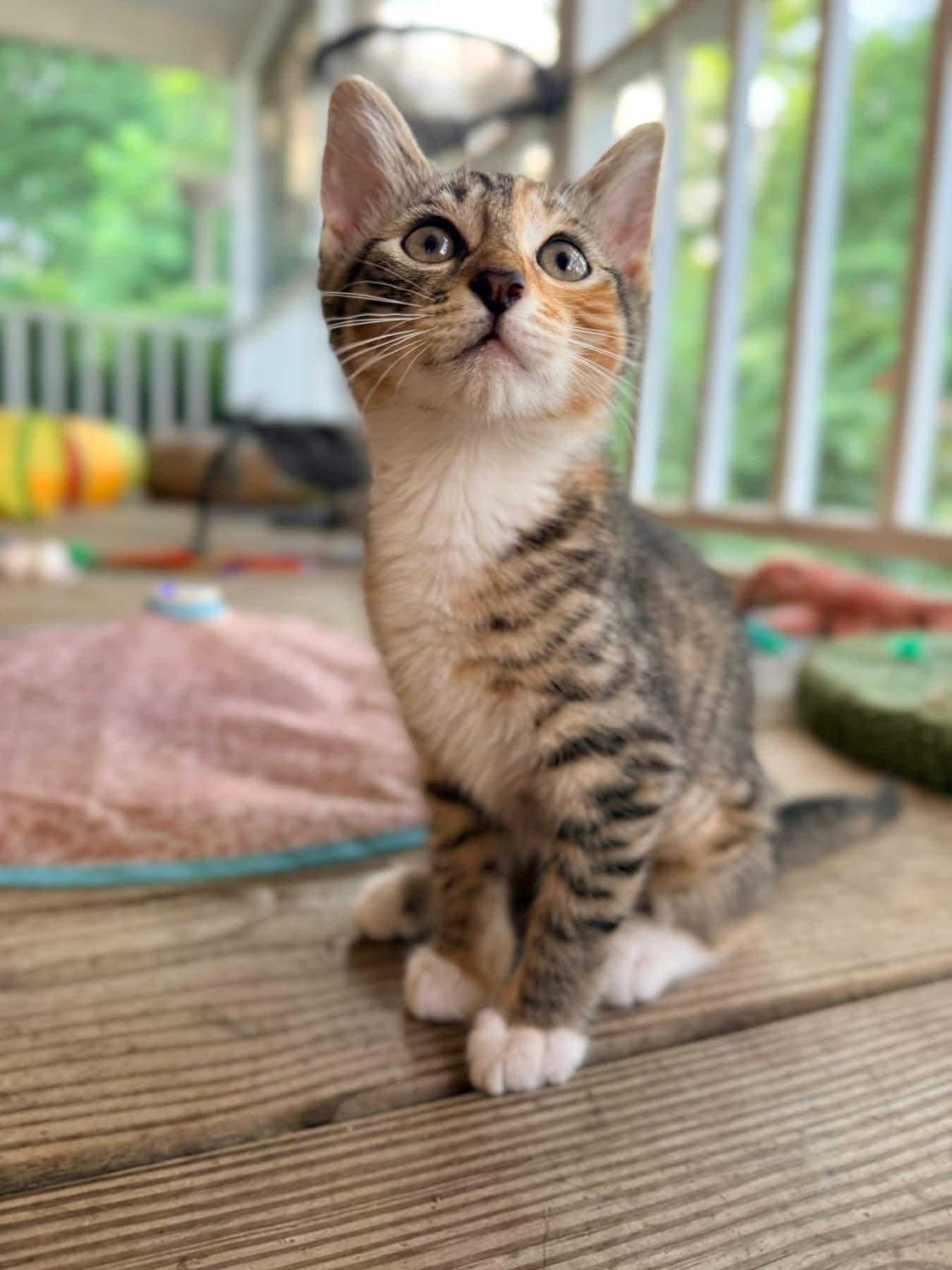 Enlarge Baby Bennett, a Adopted Domestic Short Hair in Wilmington, NC image 1/1