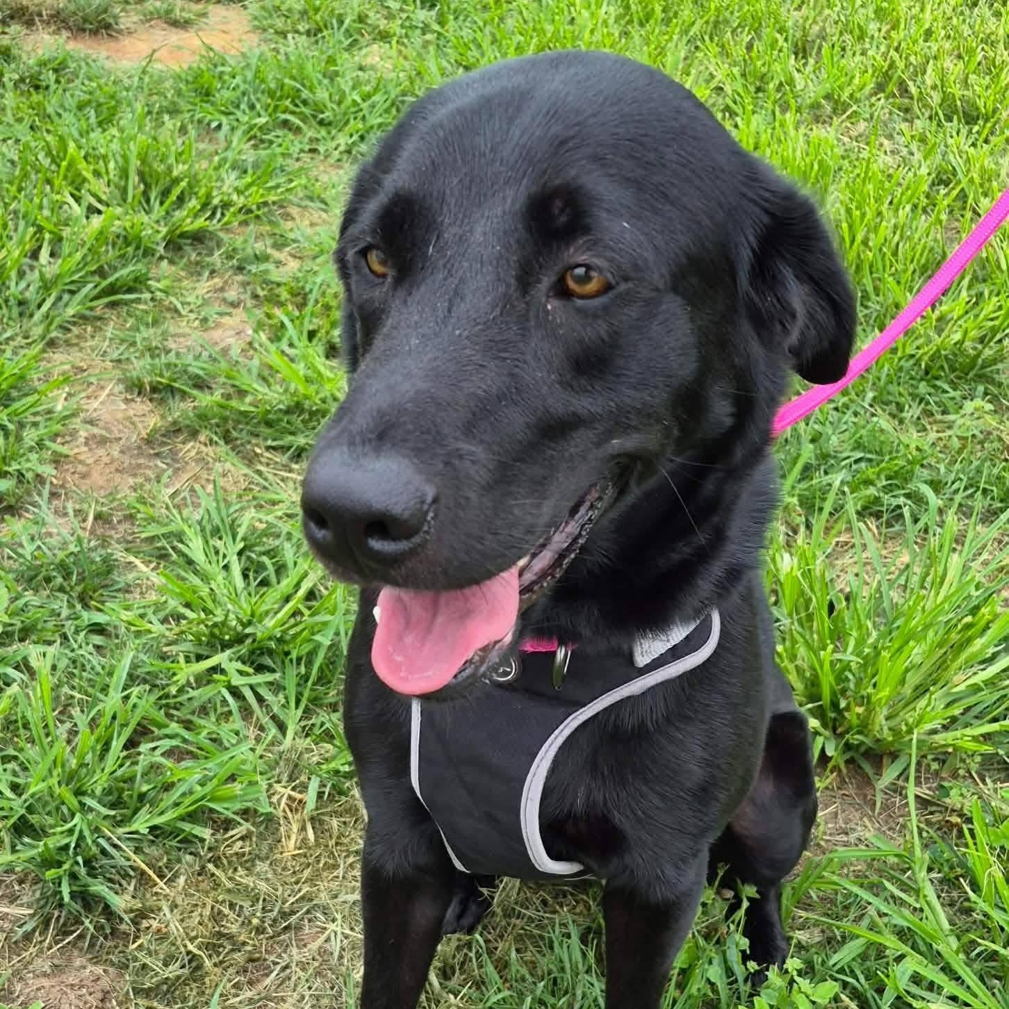 Maize, a Adoptable Labrador Retriever in Elkton, MD image 2/3