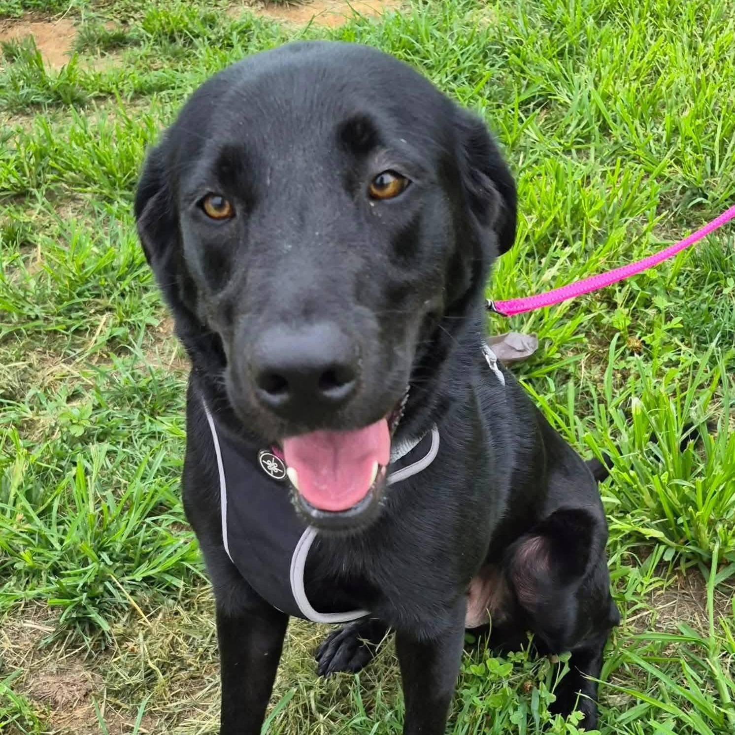 Maize, a Adoptable Labrador Retriever in Elkton, MD image 3/3