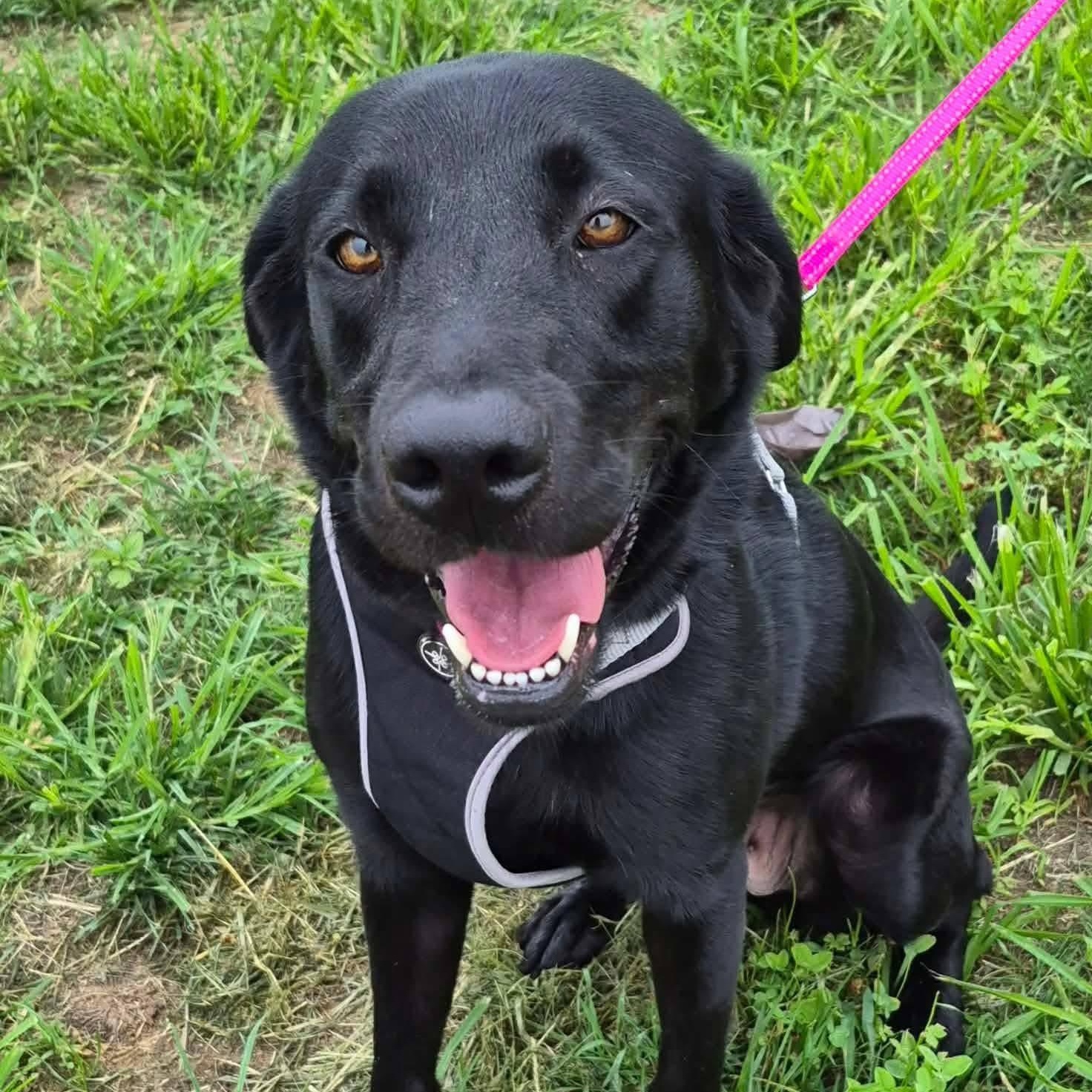 Maize, Adoptable, Adult Female Labrador Retriever.