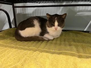 Sheena, ADOPTABLE, Adult Female Domestic Short Hair.