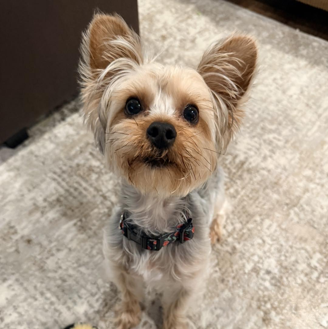 Capone, Adopted, Young Male Yorkshire Terrier.