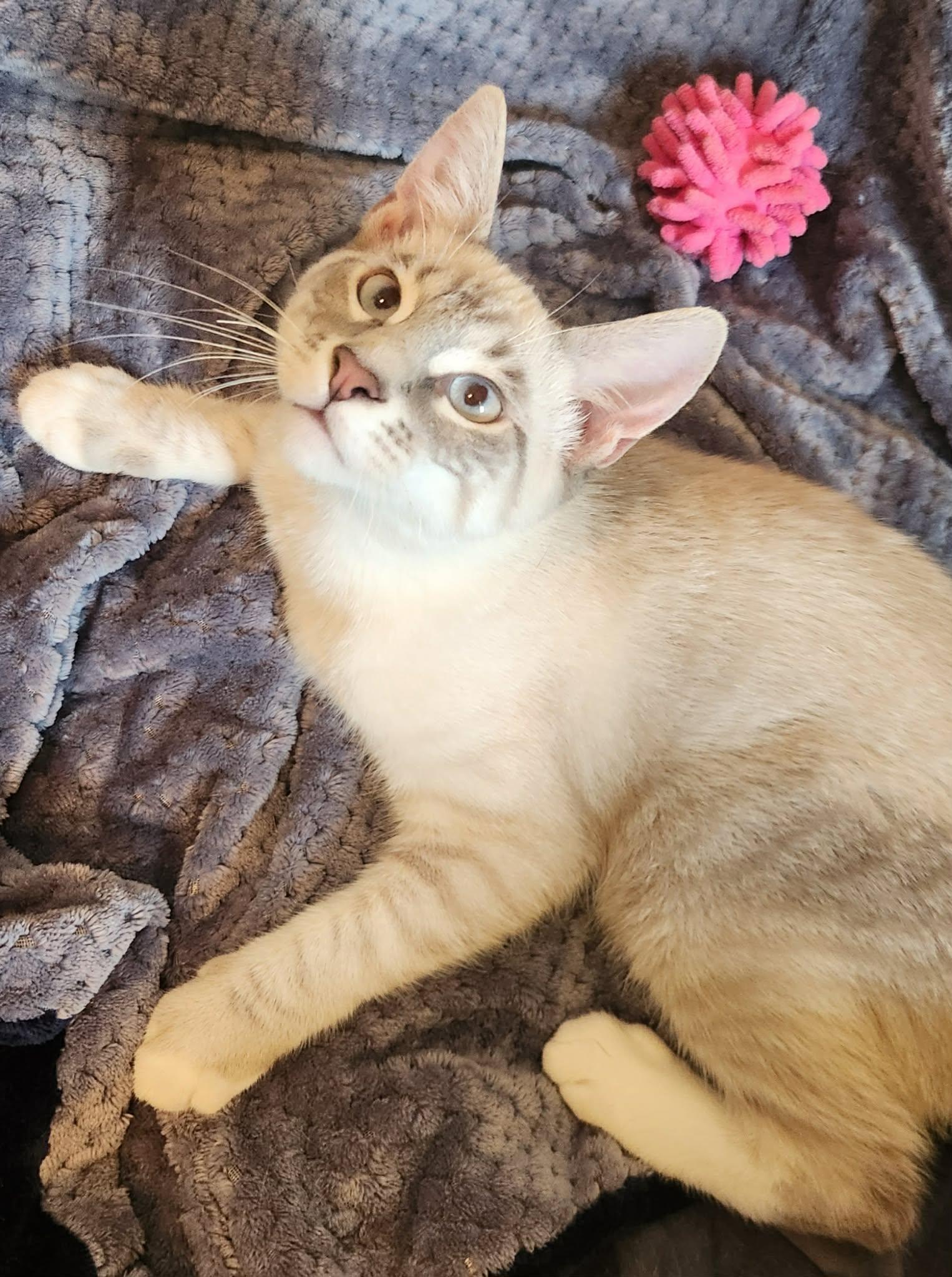 Enlarge Leo ( MP), a Adopted Siamese in Napa, CA image 3/3