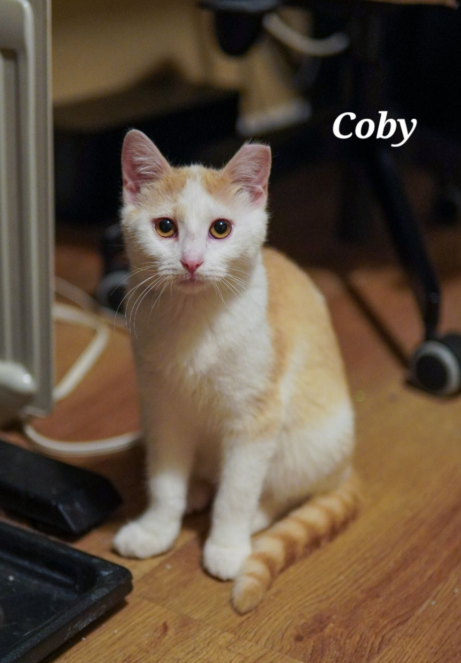 Enlarge Coby, a Adoptable Domestic Short Hair in Bethlehem, PA image 5/5