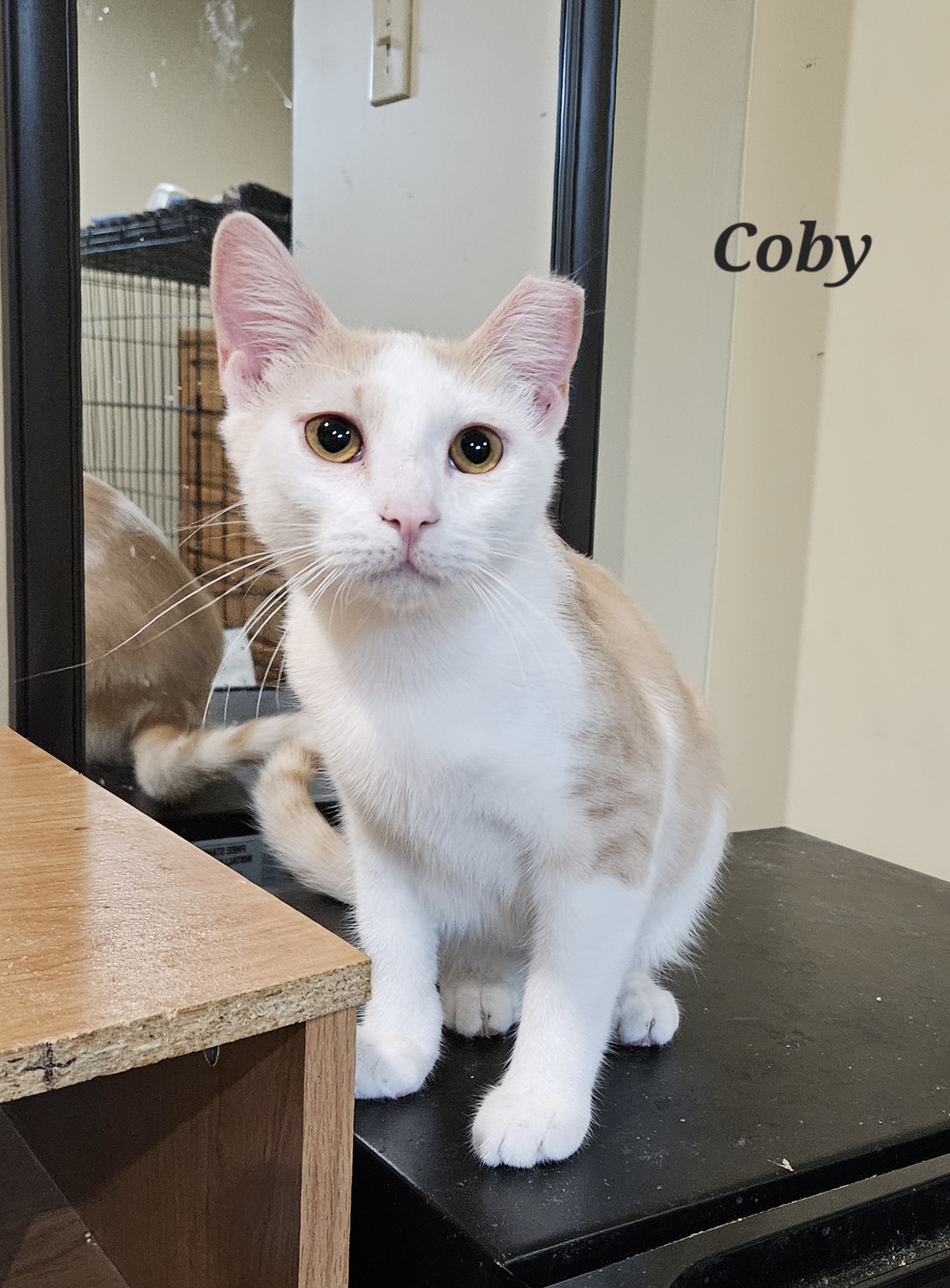 Coby, Adoptable, Young Male Domestic Short Hair.