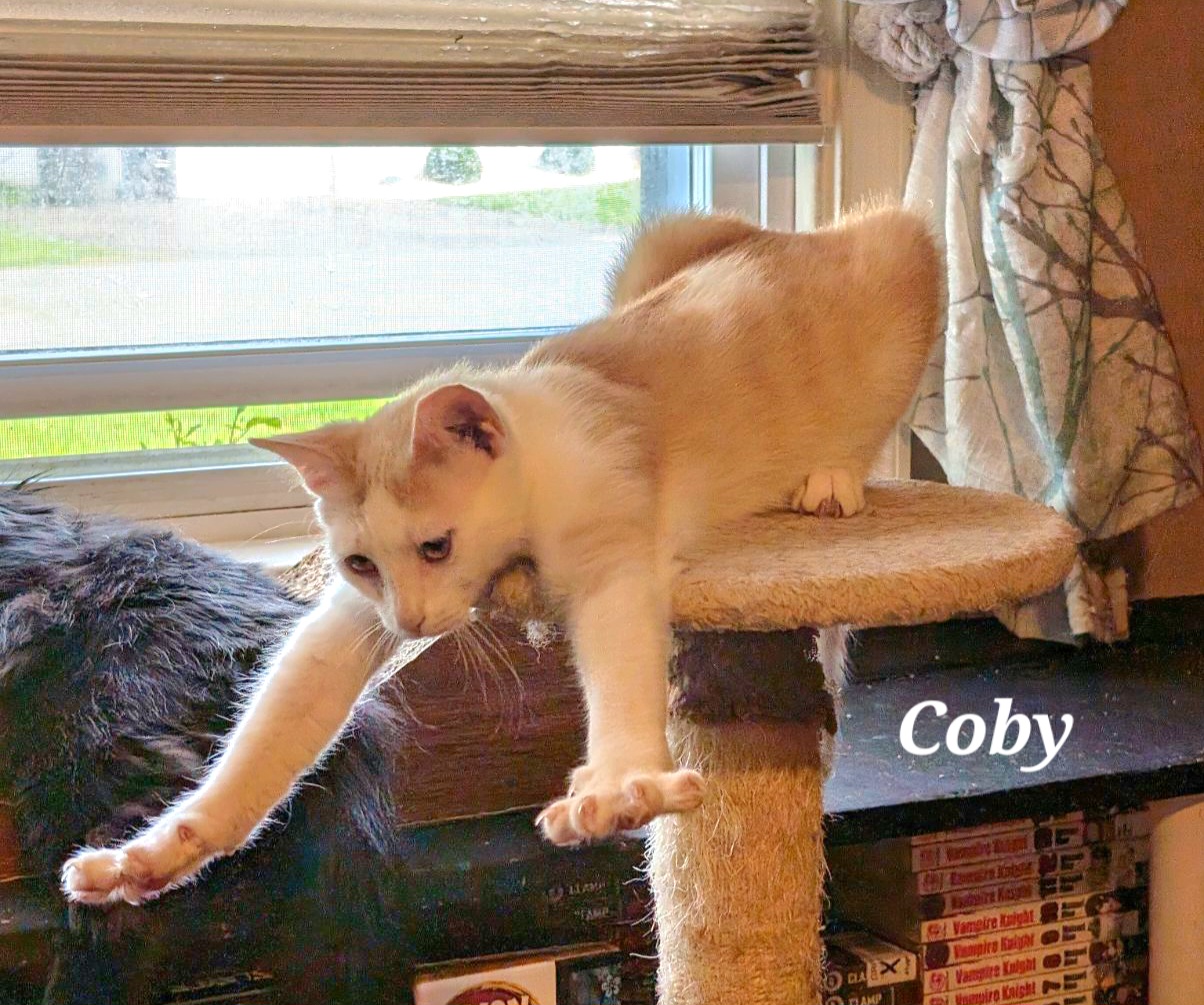 Enlarge Coby, a Adoptable Domestic Short Hair in Bethlehem, PA image 4/5