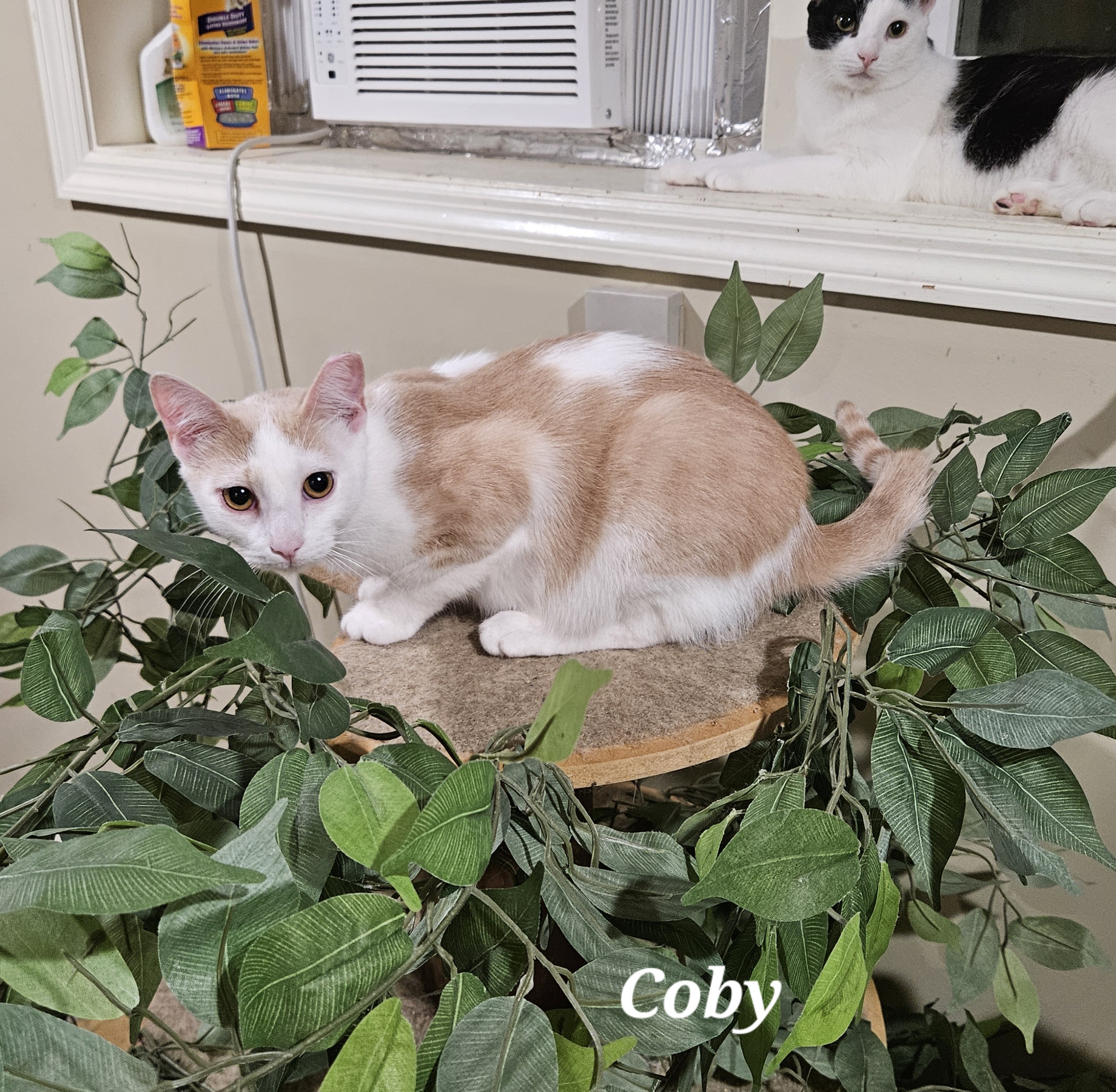 Enlarge Coby, a Adoptable Domestic Short Hair in Bethlehem, PA image 2/5