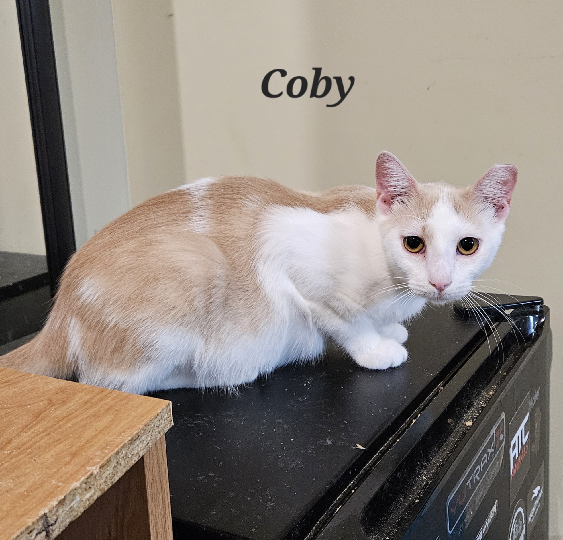 Enlarge Coby, a Adoptable Domestic Short Hair in Bethlehem, PA image 3/5