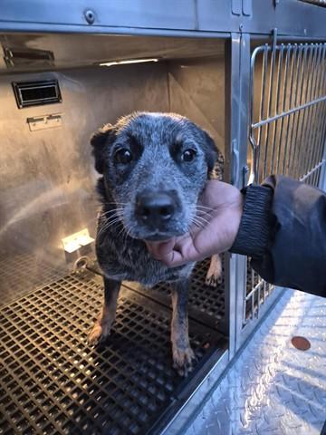 Enlarge BLOOM, a Adoptable Australian Cattle Dog / Blue Heeler in Dayton, OH image 1/1