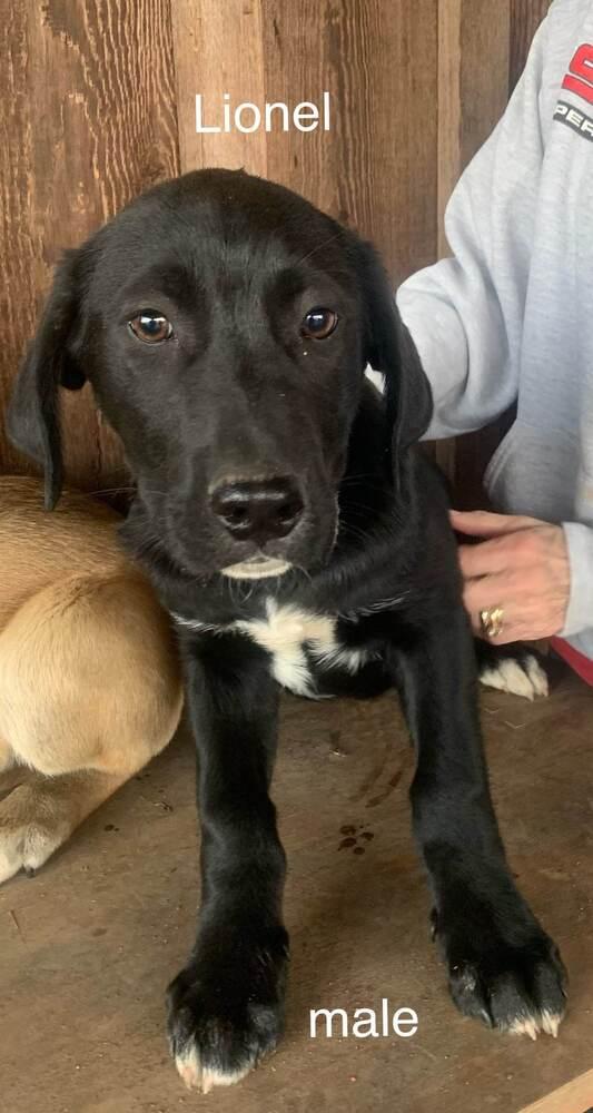 Enlarge Lionel Richie, a Adopted mixed breed in Tuckerton, NJ image 1/1