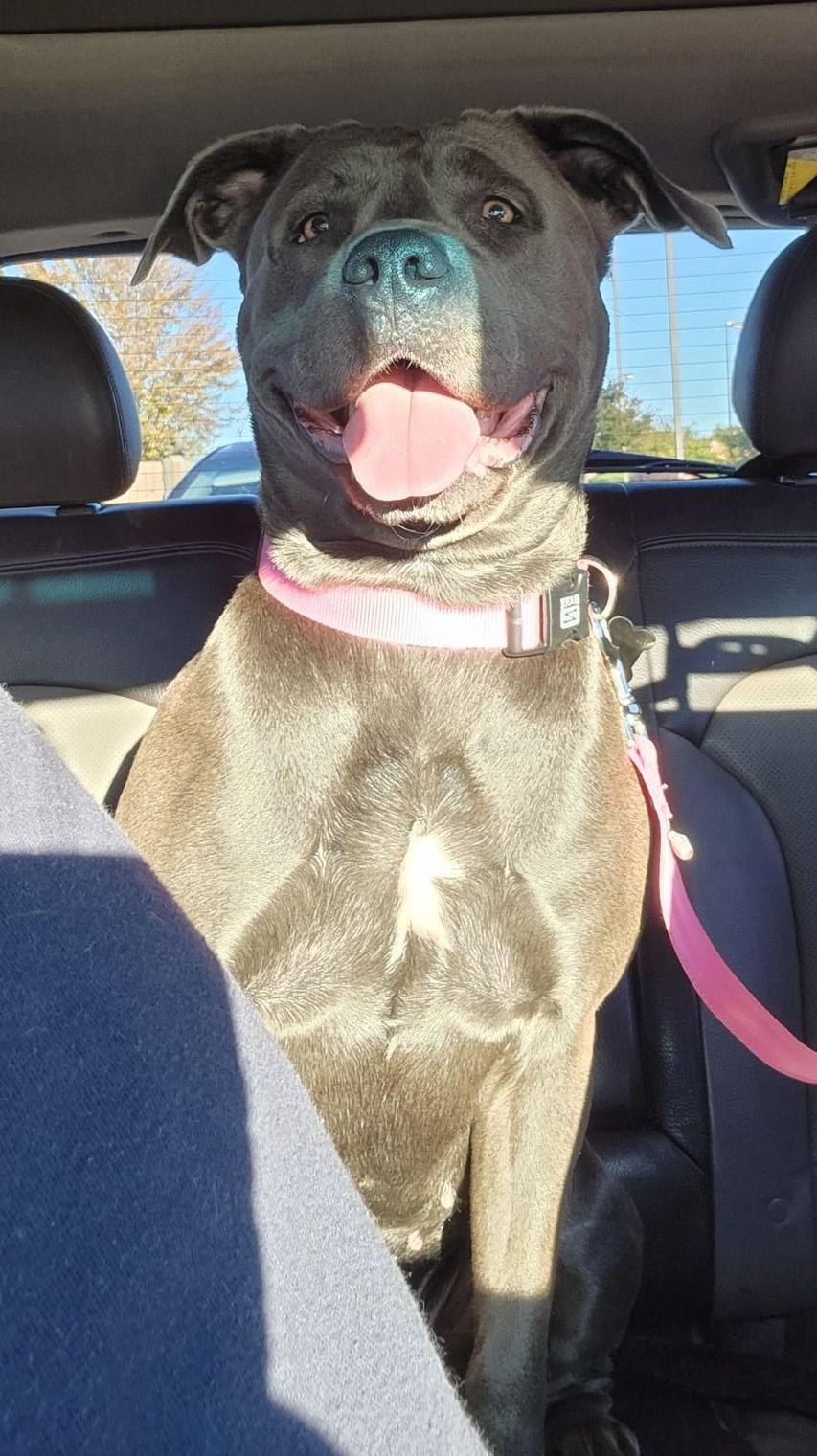 Nova, Adopted, Adult Female Staffordshire Bull Terrier.