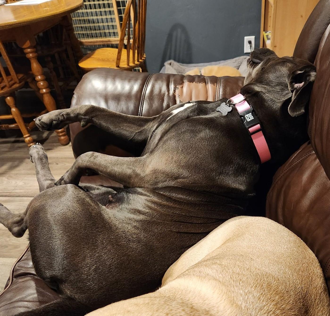 Enlarge Nova, a Adopted Staffordshire Bull Terrier in Little Chute, WI image 2/3