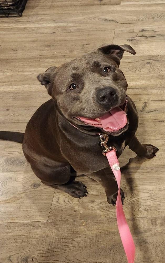 Enlarge Nova, a Adopted Staffordshire Bull Terrier in Little Chute, WI image 3/3