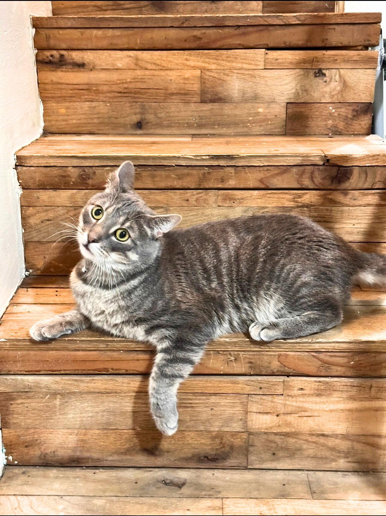 Enlarge Shackleton, a Adoptable Domestic Short Hair in Brooklyn, NY image 1/3