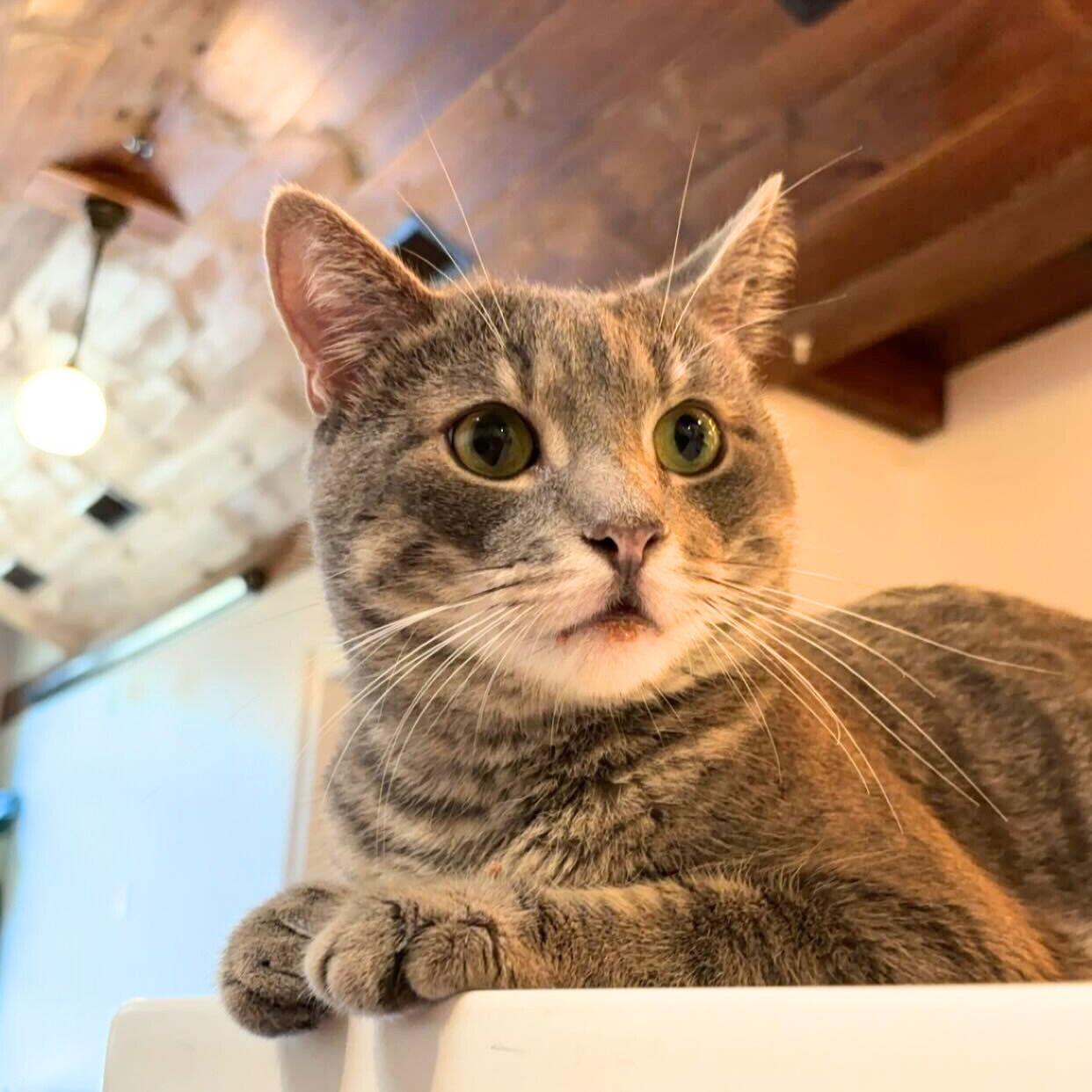 Enlarge A boy called Shackleton, a Adoptable Domestic Short Hair in Brooklyn, NY image 2/3