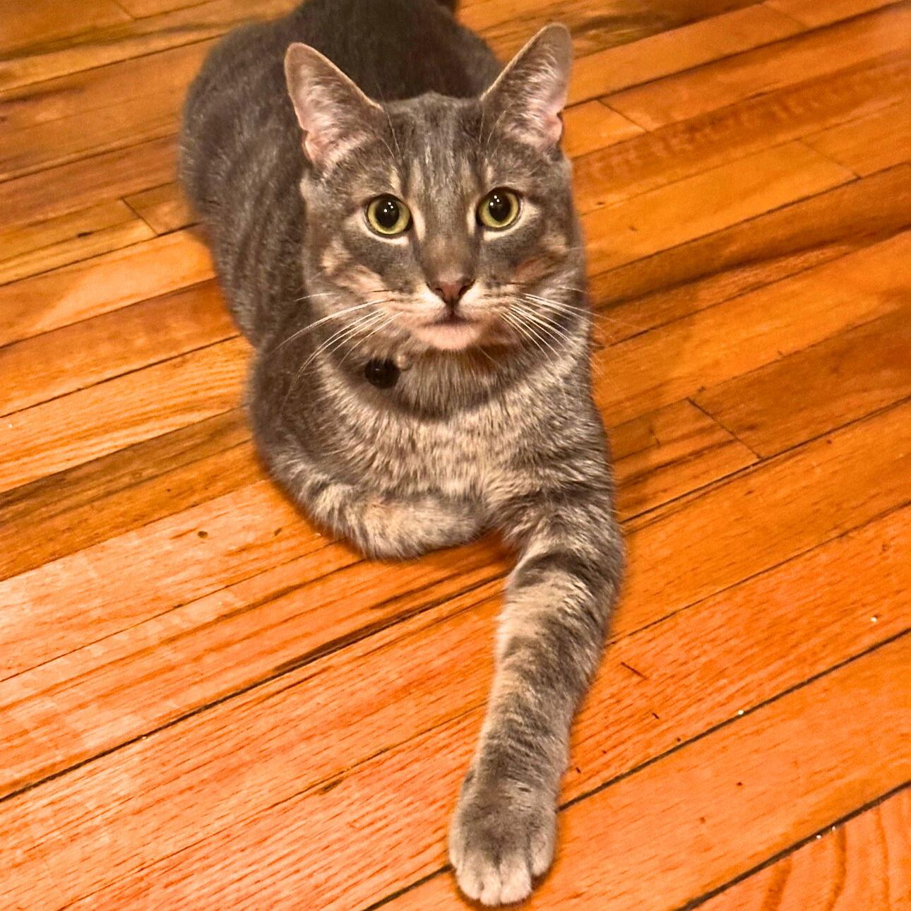 Enlarge A boy called Shackleton, a Adoptable Domestic Short Hair in Brooklyn, NY image 3/3