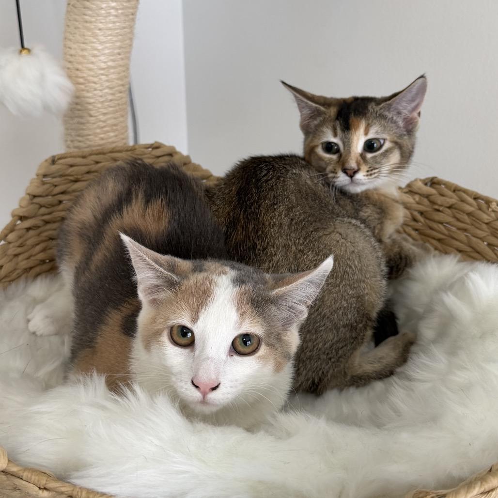 Enlarge moonfrop, a Adoptable Domestic Short Hair in Allentown, PA image 5/5